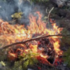 Meet your Posher, Dakota